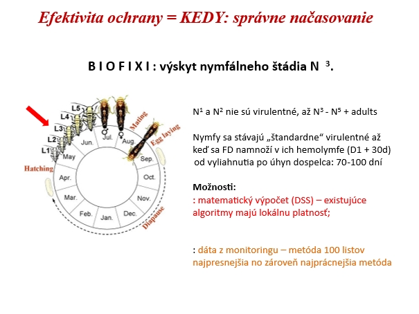 Cikády biofix vývin v&nbsp;roku - infografika